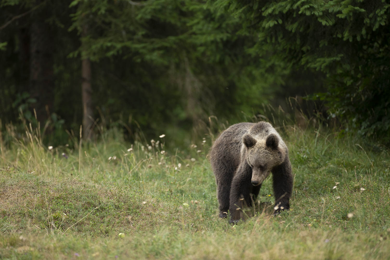 Oso esloveno y otros
