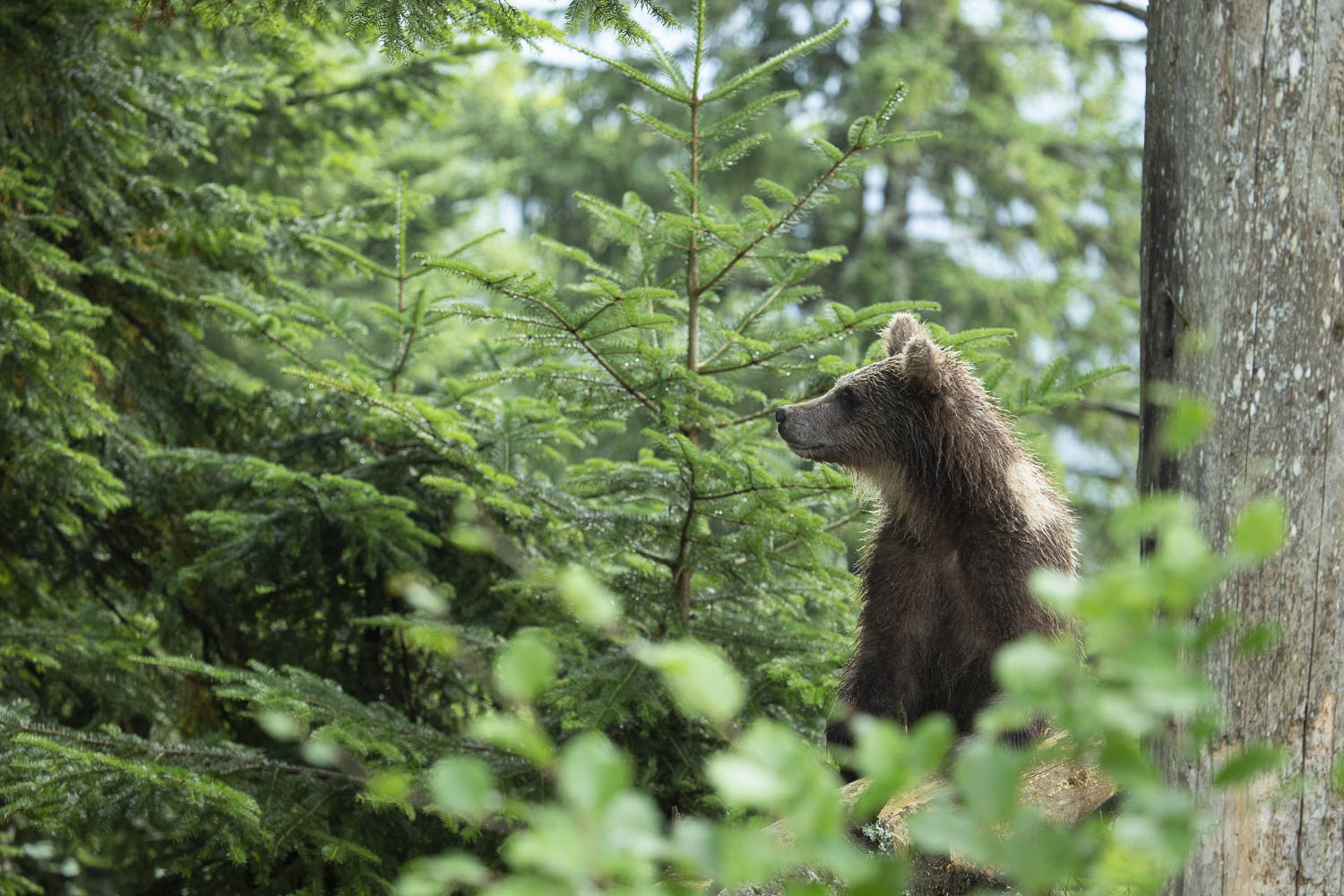 Oso esloveno y otros