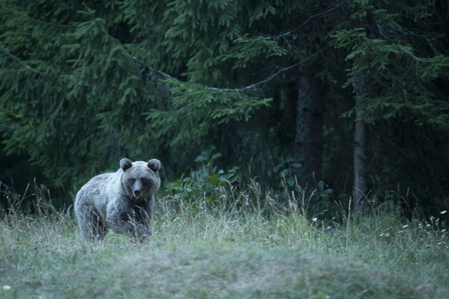 Oso esloveno y otros