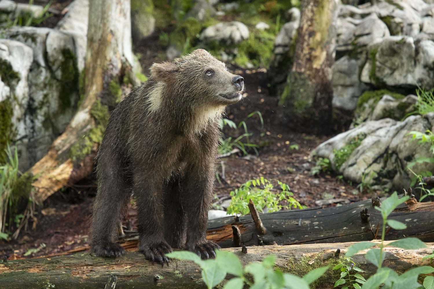 Oso esloveno y otros
