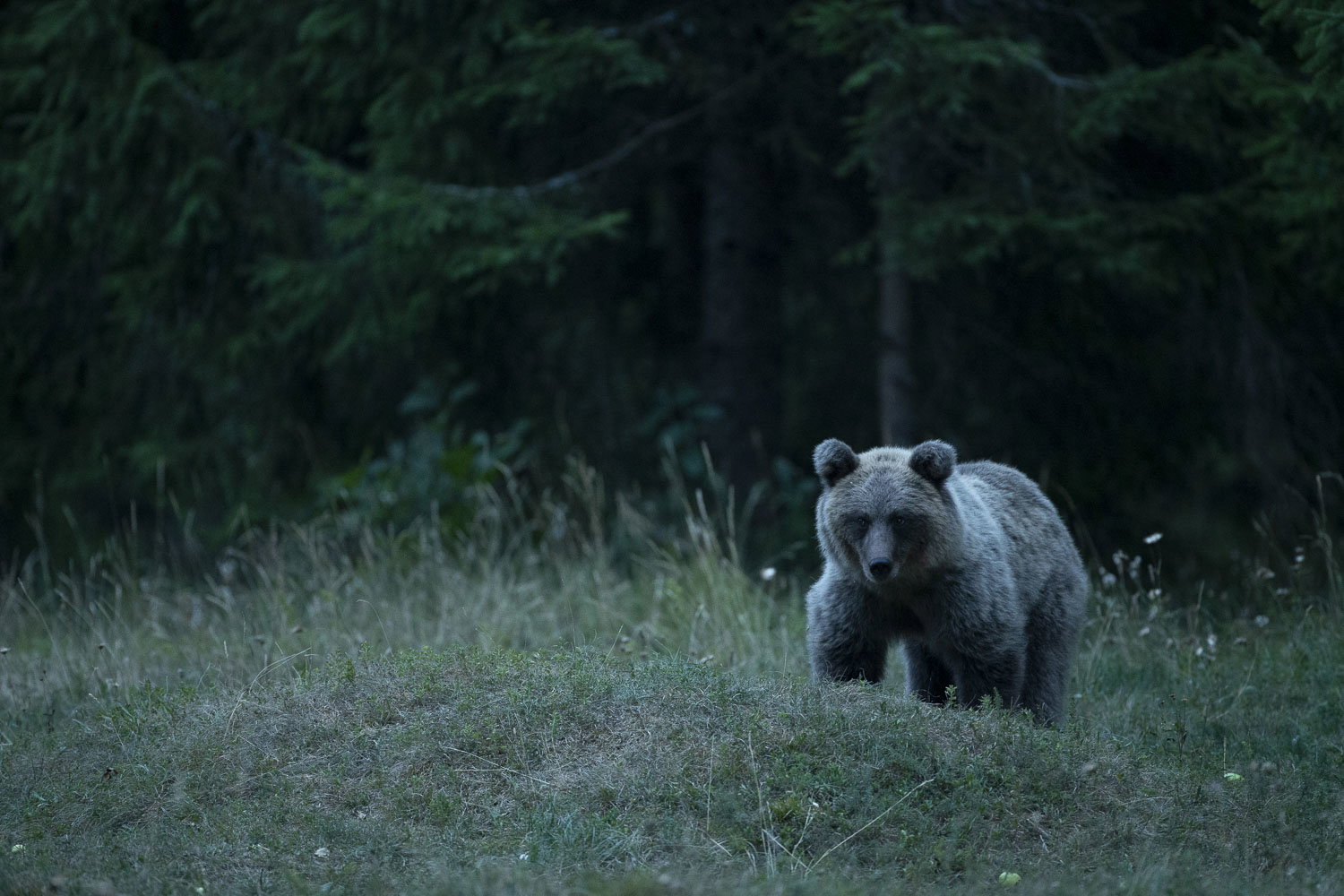 Oso esloveno y otros
