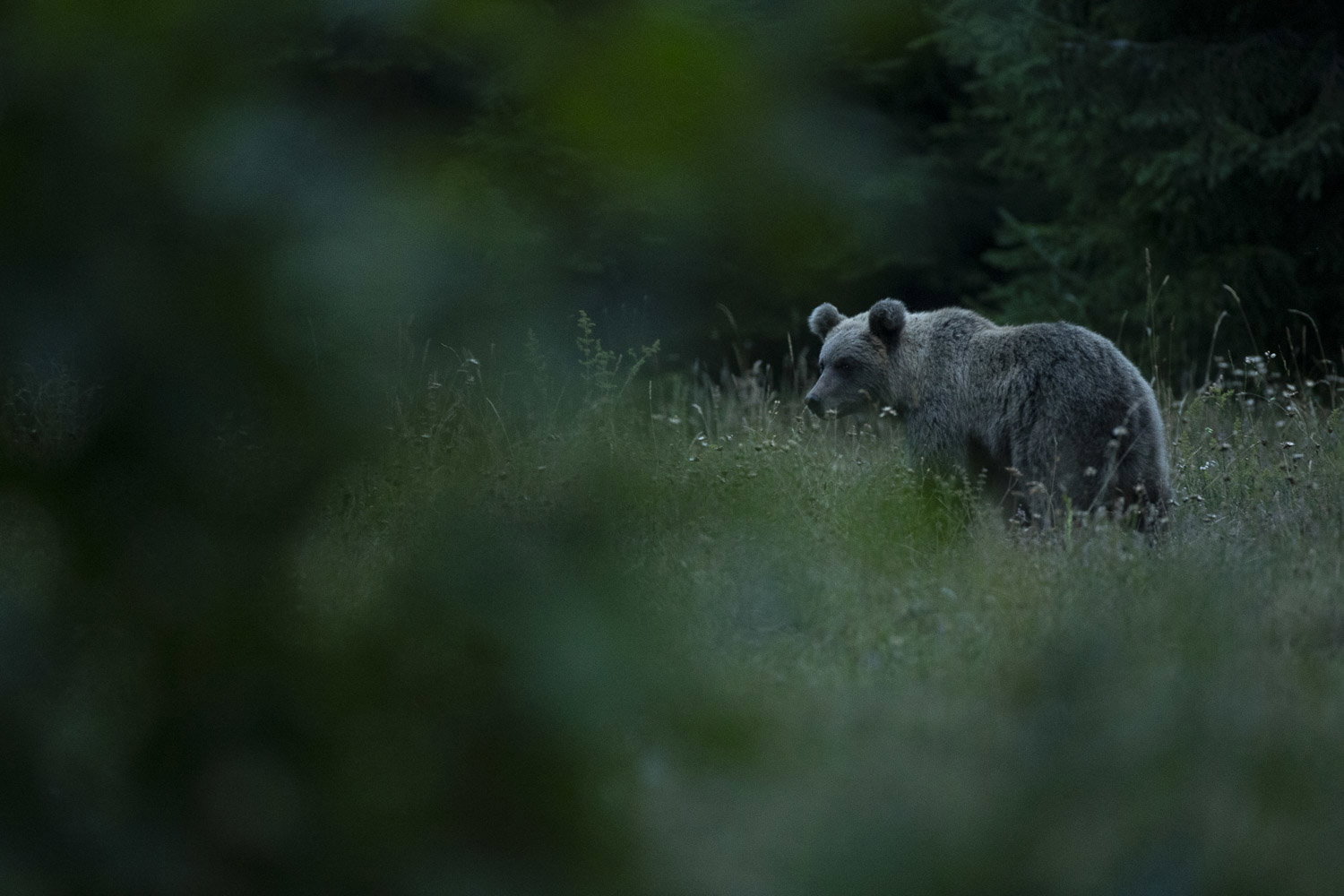 Oso esloveno y otros