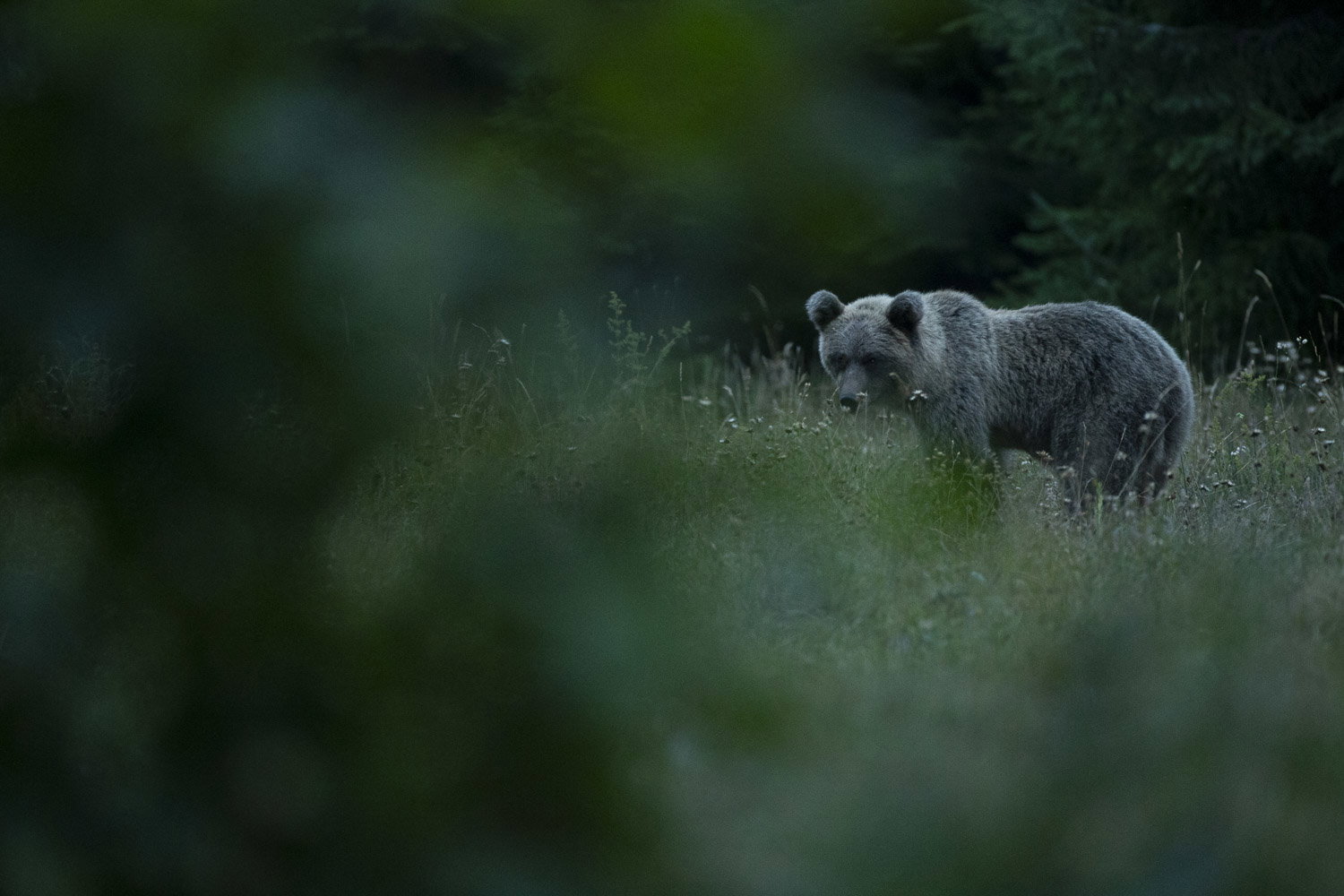 Oso esloveno y otros