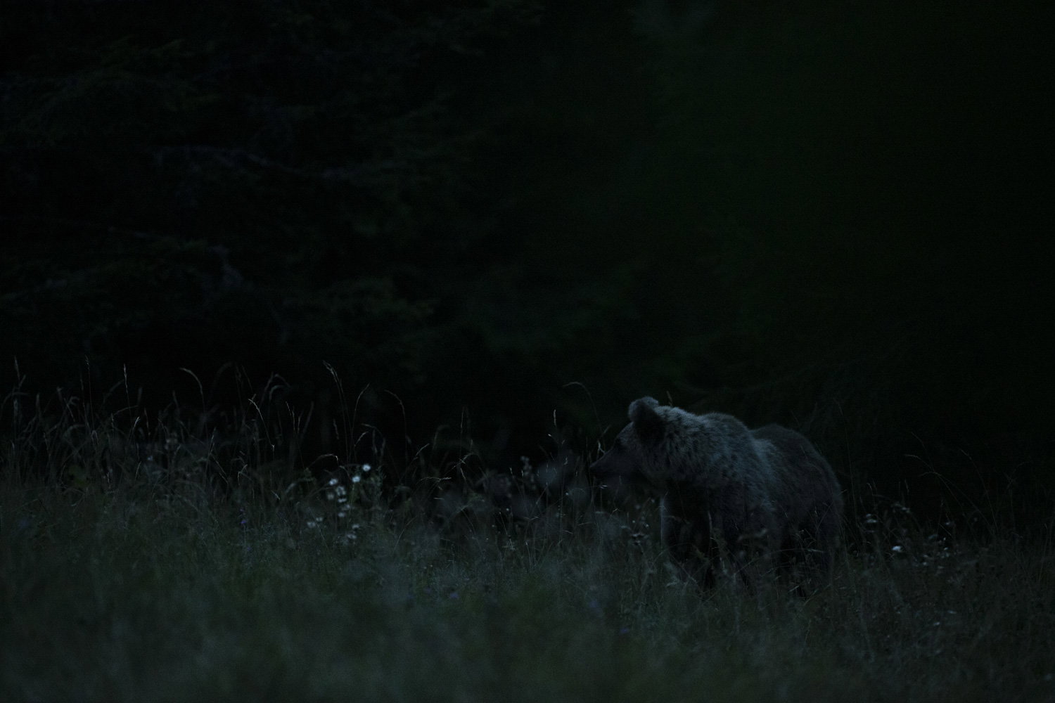 Oso esloveno y otros