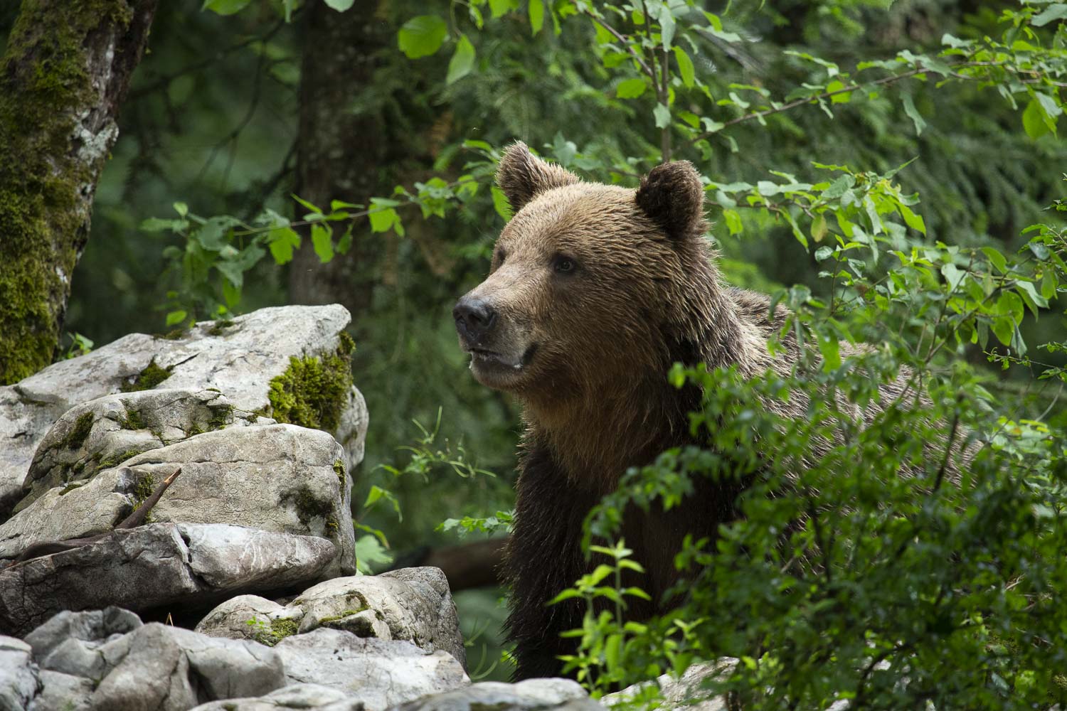 Oso esloveno y otros