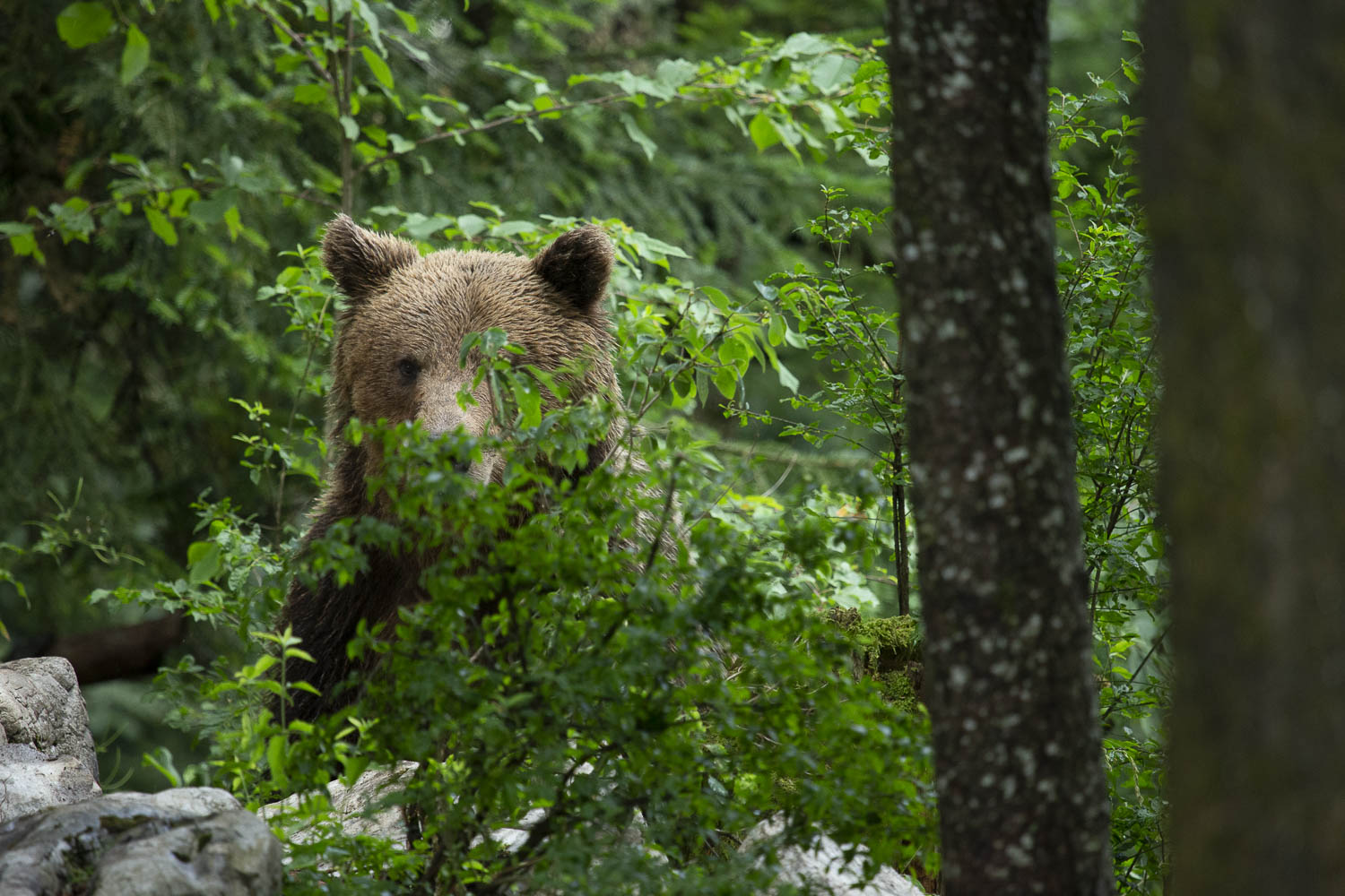 Oso esloveno y otros