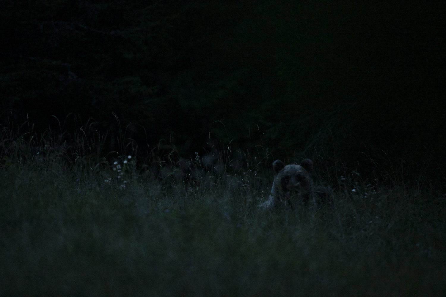 Oso esloveno y otros