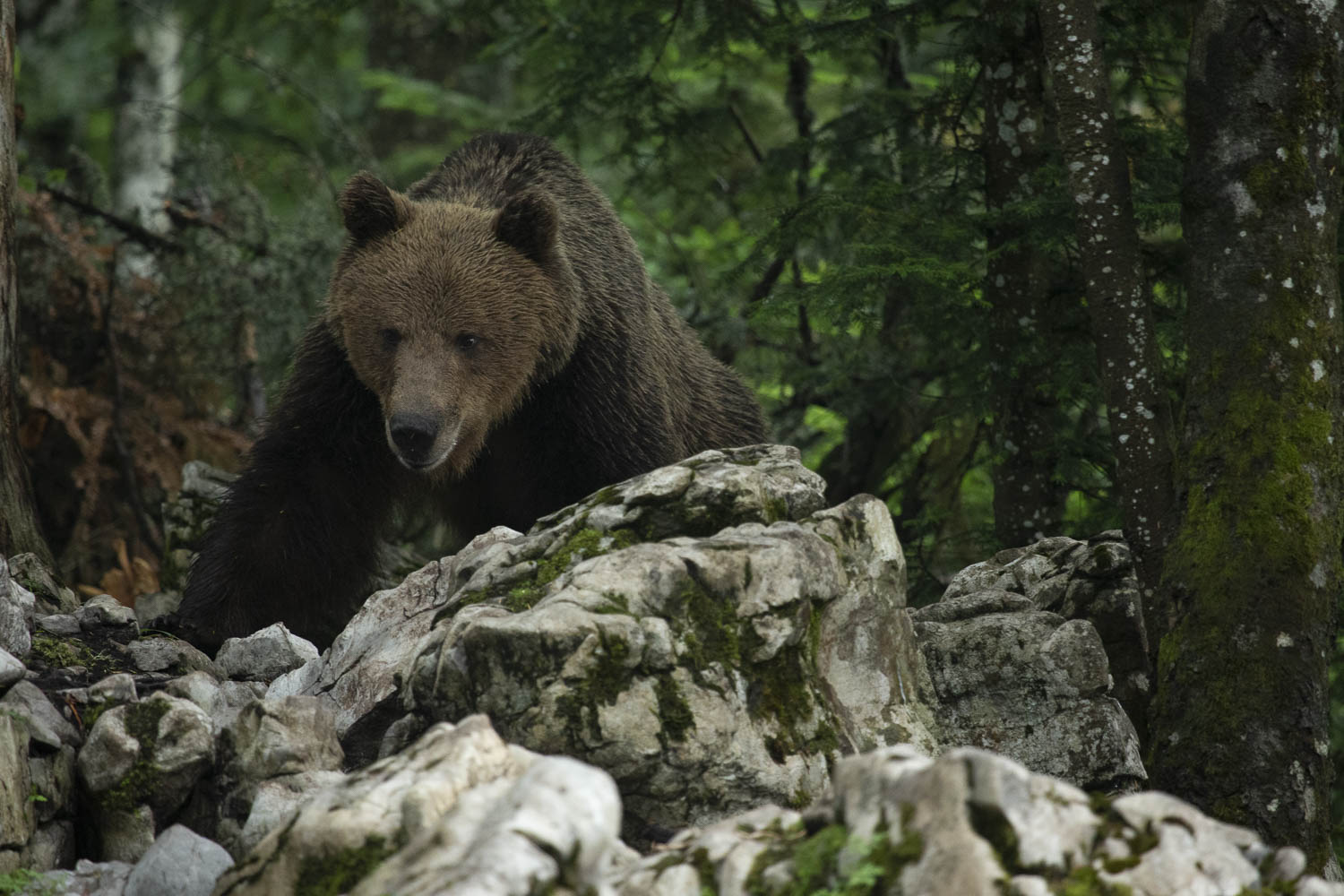 Oso esloveno y otros