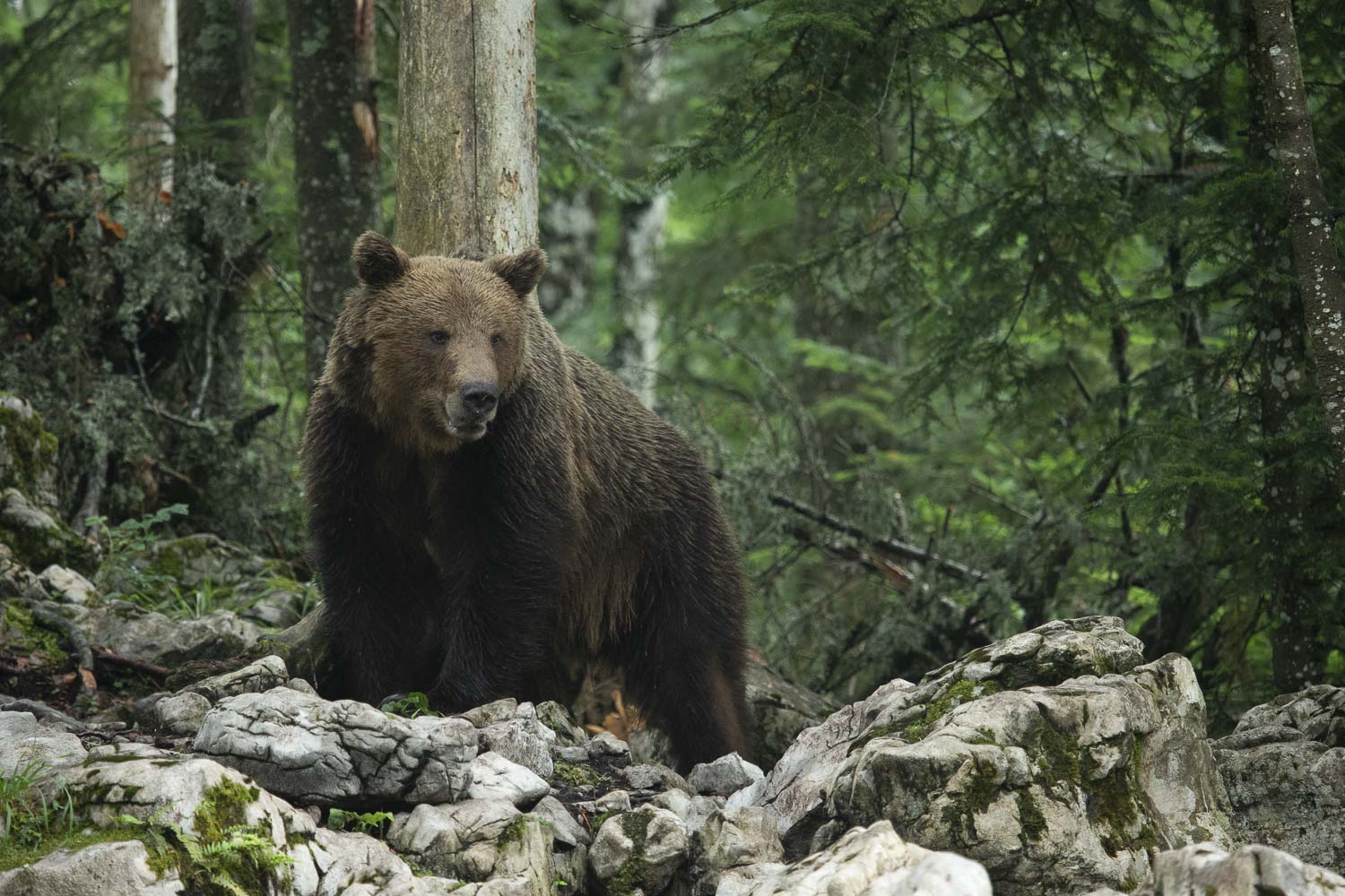 Oso esloveno y otros