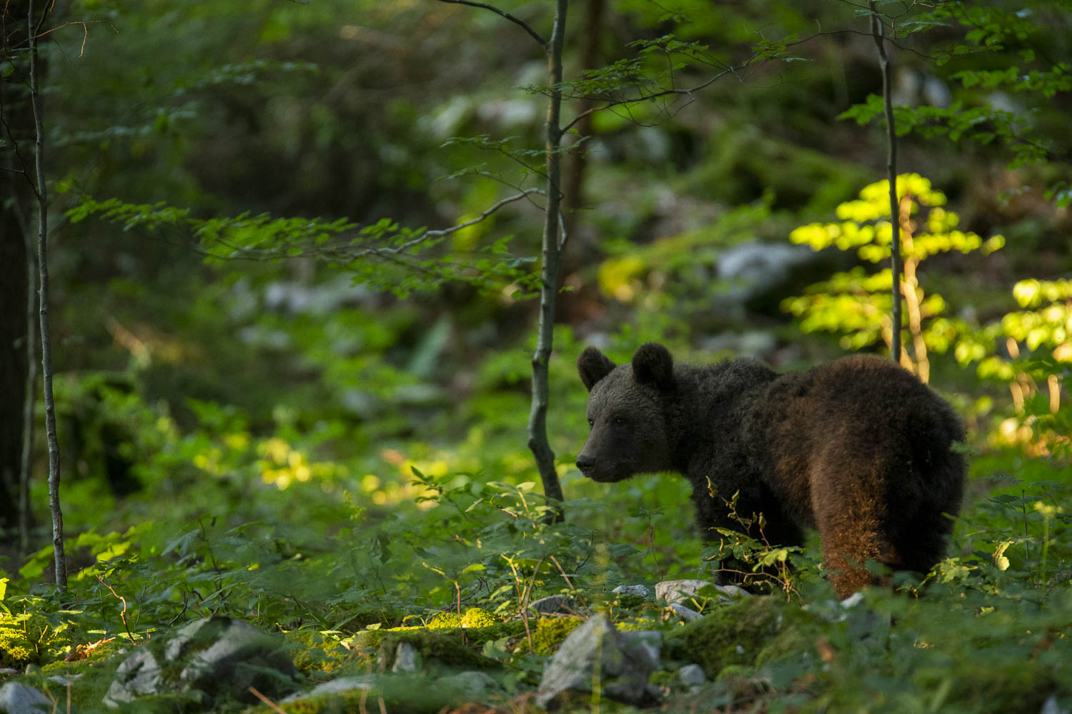 Oso esloveno y otros