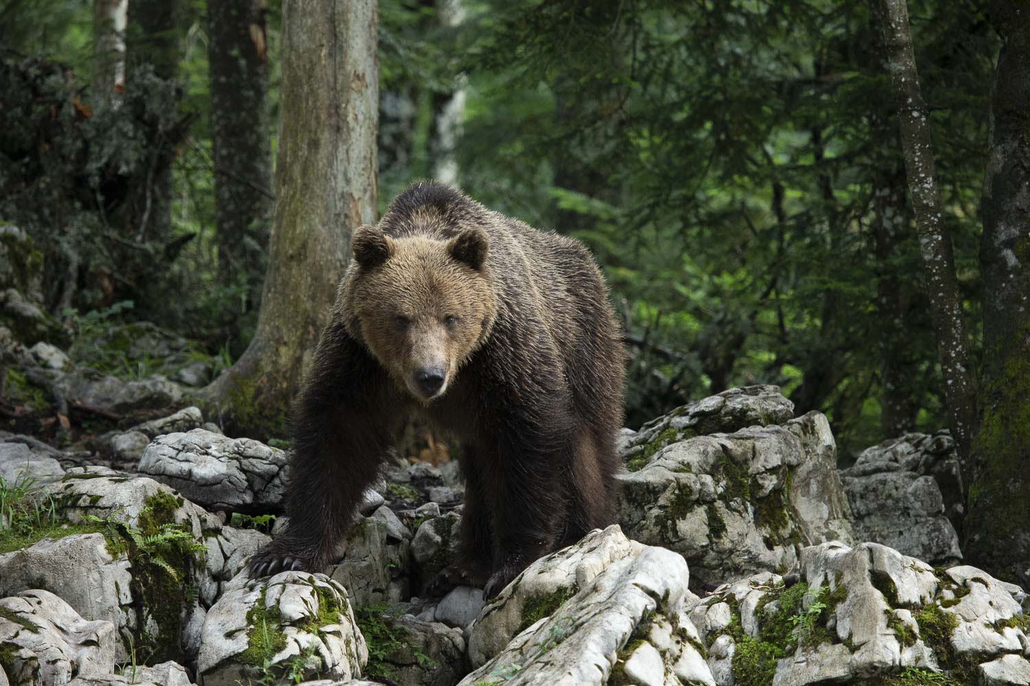 Oso esloveno y otros