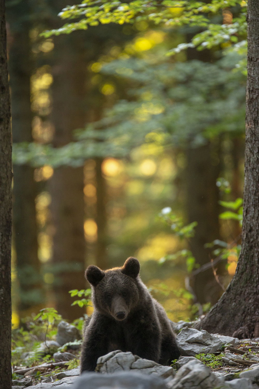 Oso esloveno y otros