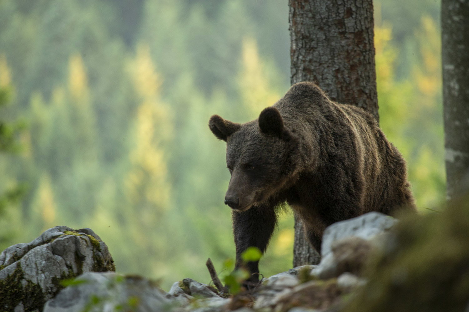 Oso esloveno y otros