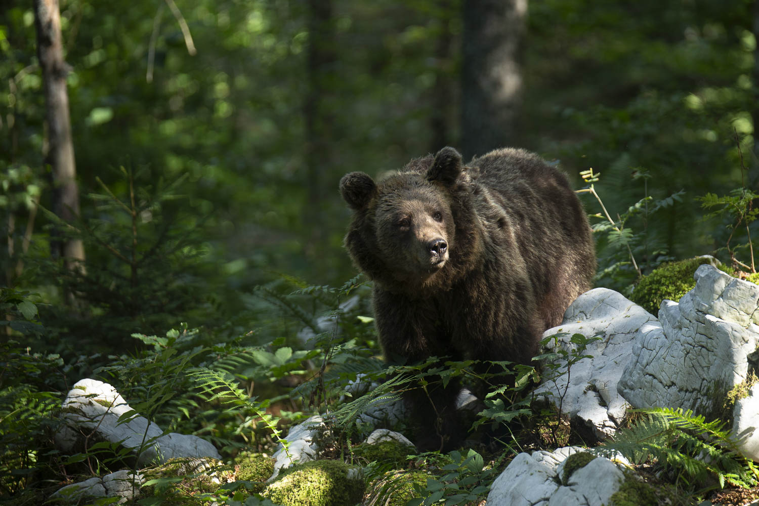 Oso esloveno y otros