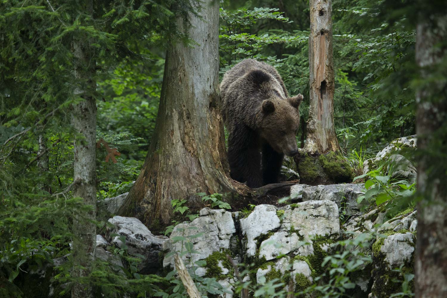 Oso esloveno y otros