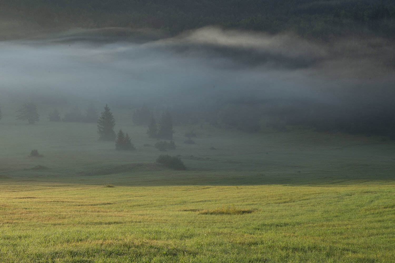 Oso esloveno y otros