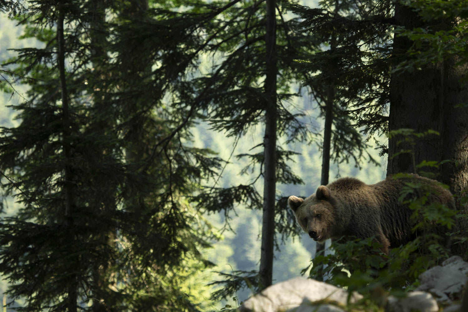 Oso esloveno y otros