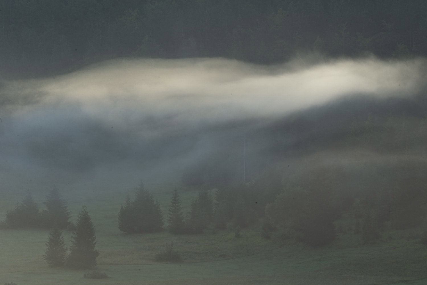 Oso esloveno y otros