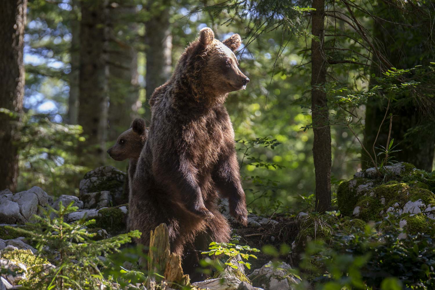 Oso esloveno y otros