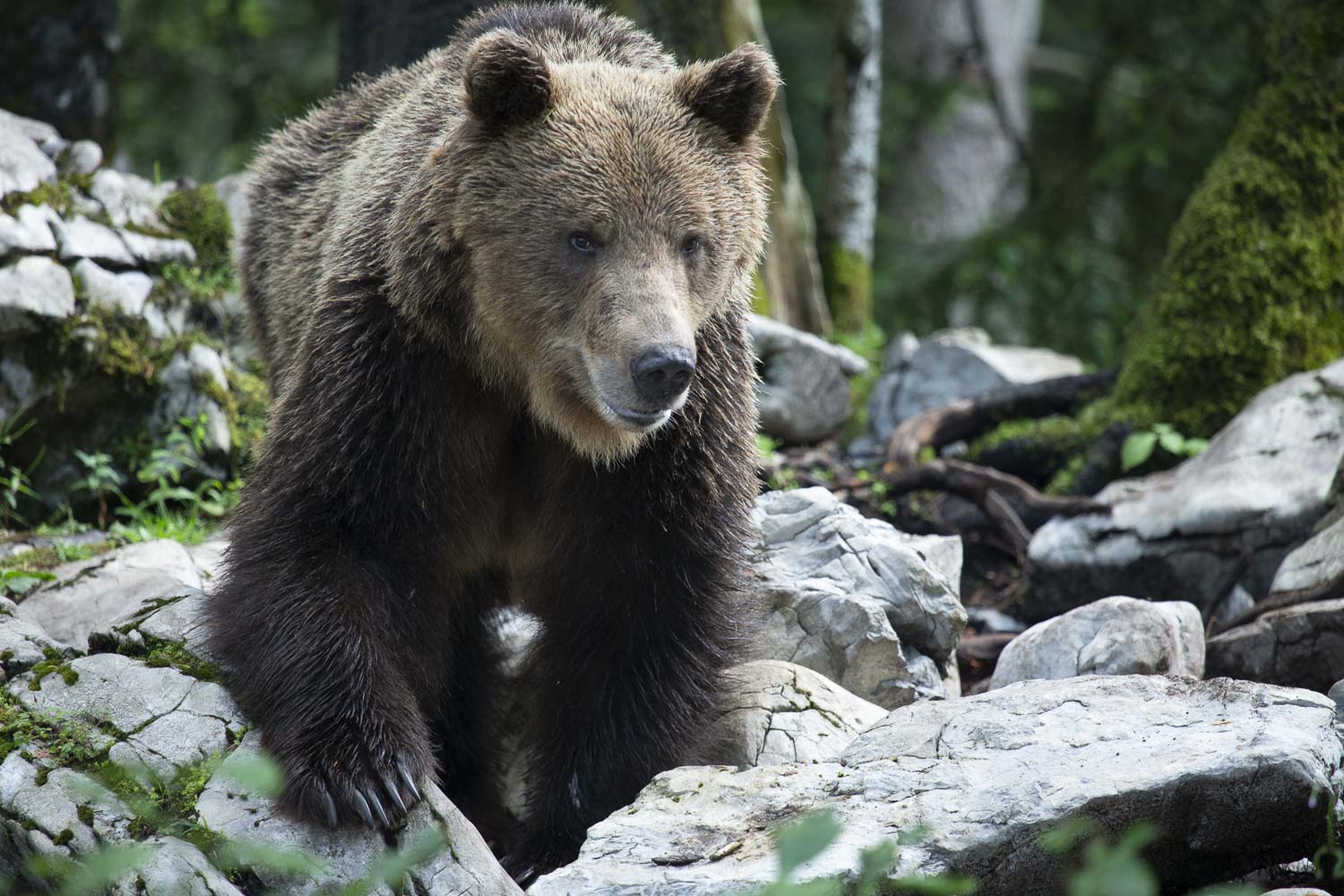 Oso esloveno y otros