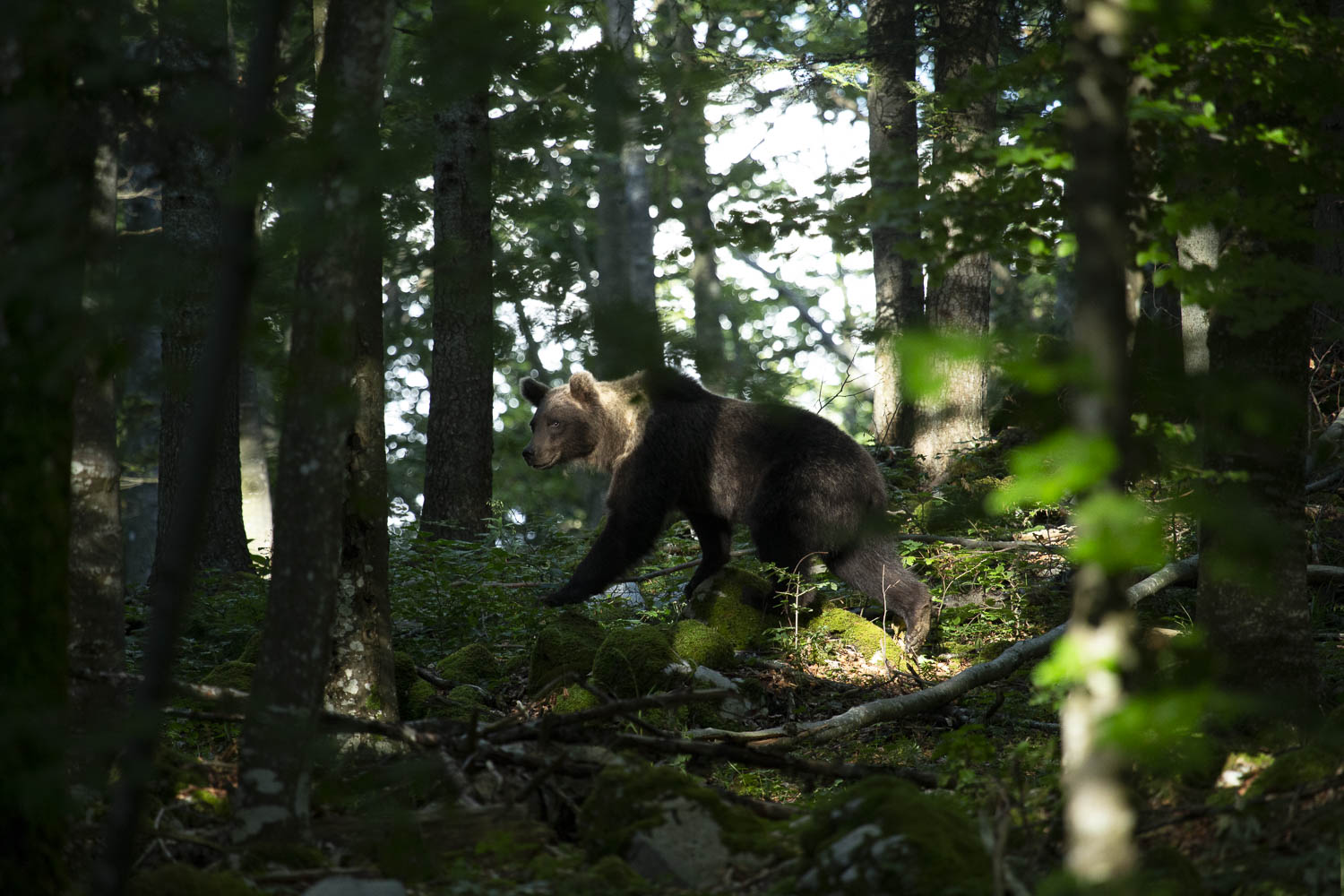Oso esloveno y otros