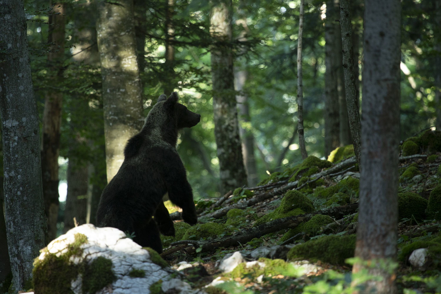 Oso esloveno y otros