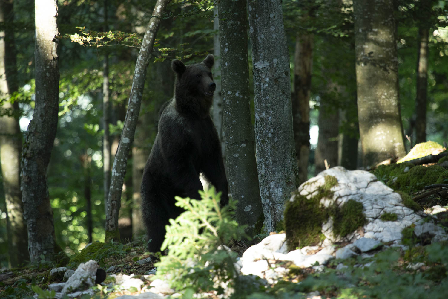 Oso esloveno y otros