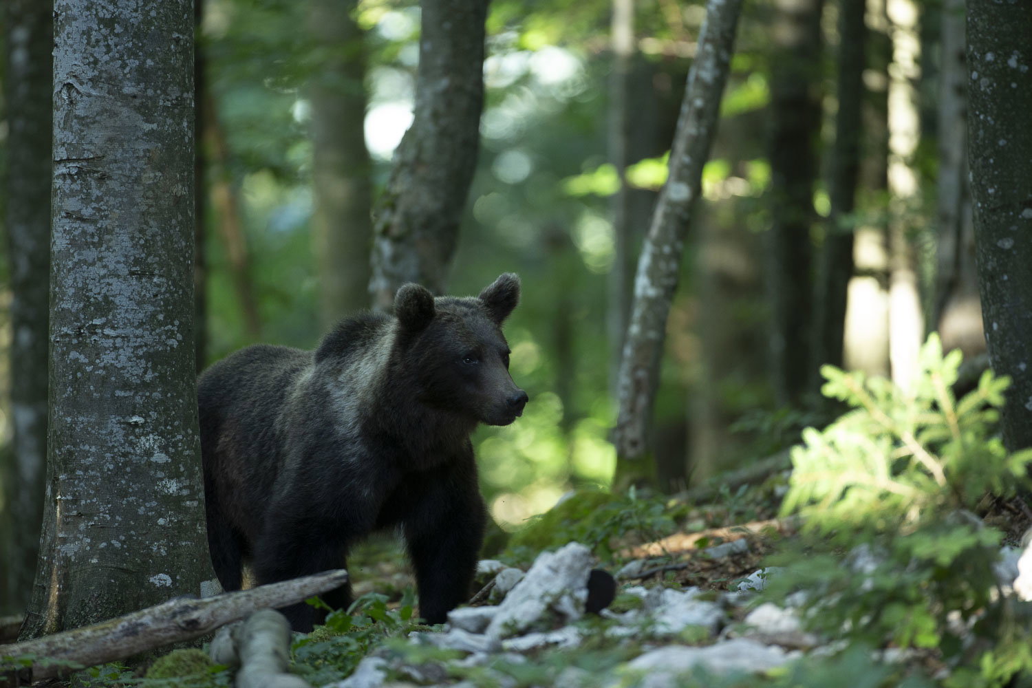 Oso esloveno y otros
