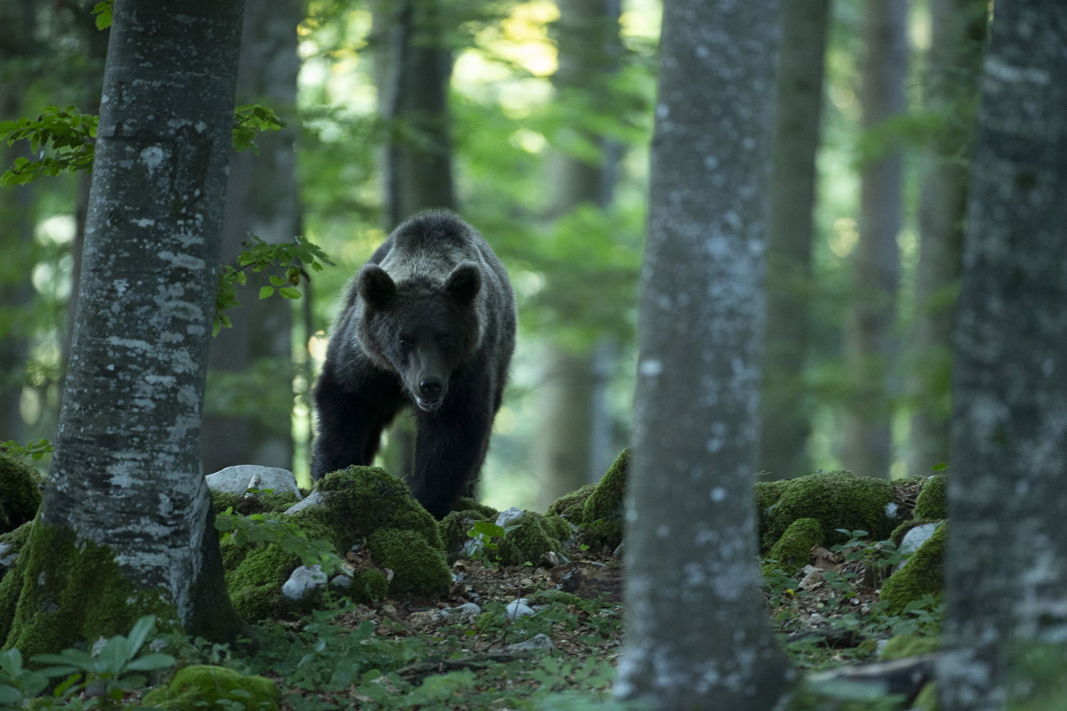 Oso esloveno y otros