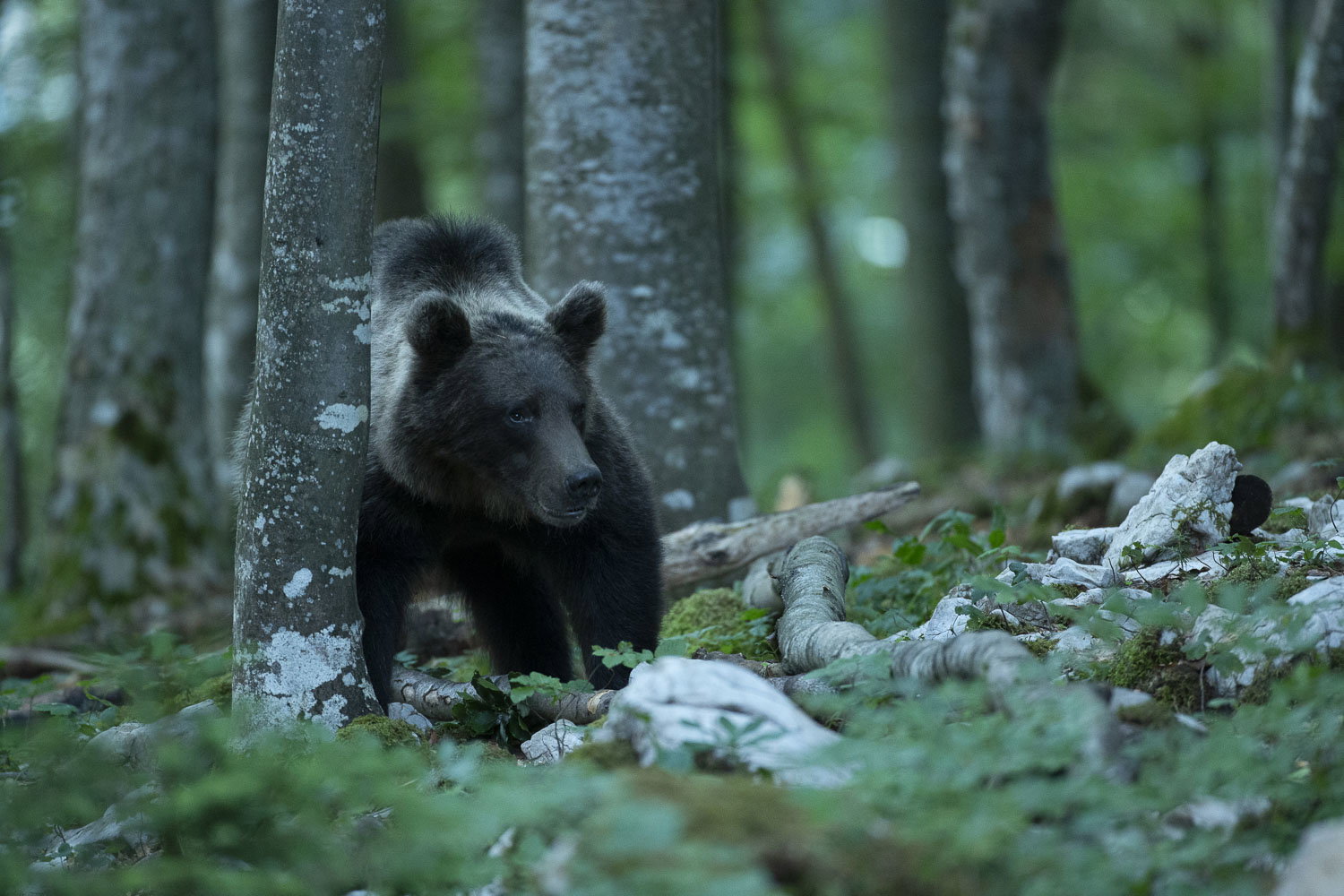 Oso esloveno y otros
