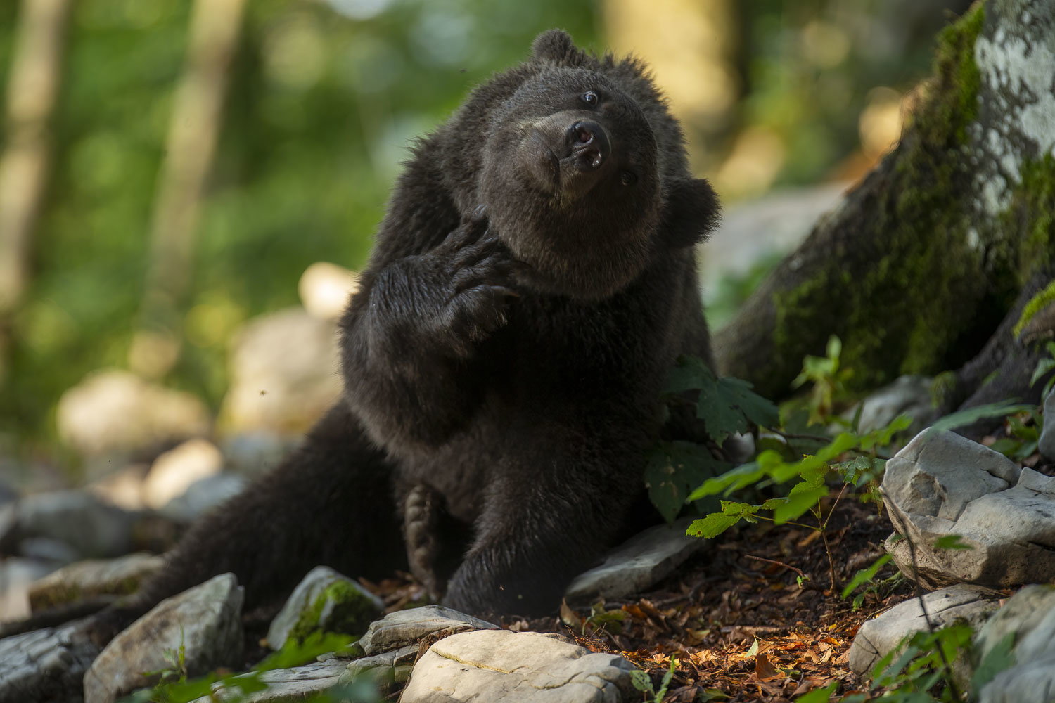 Oso esloveno y otros