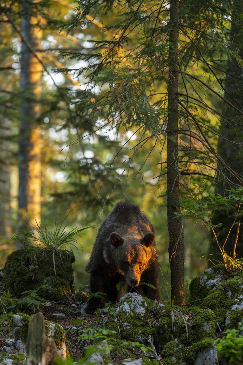 Oso esloveno y otros
