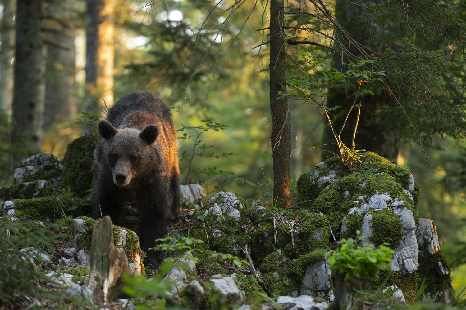 Oso esloveno y otros