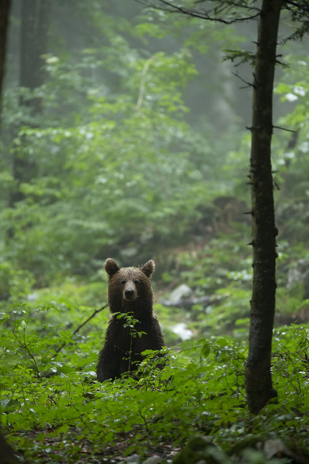 Oso esloveno y otros