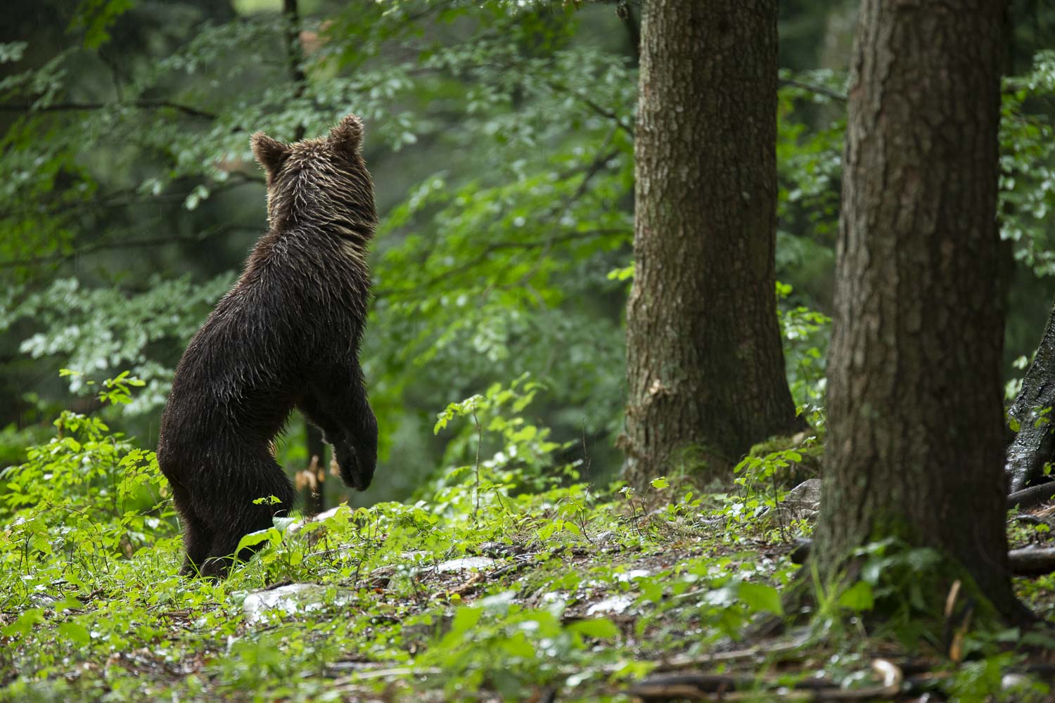 Oso esloveno y otros