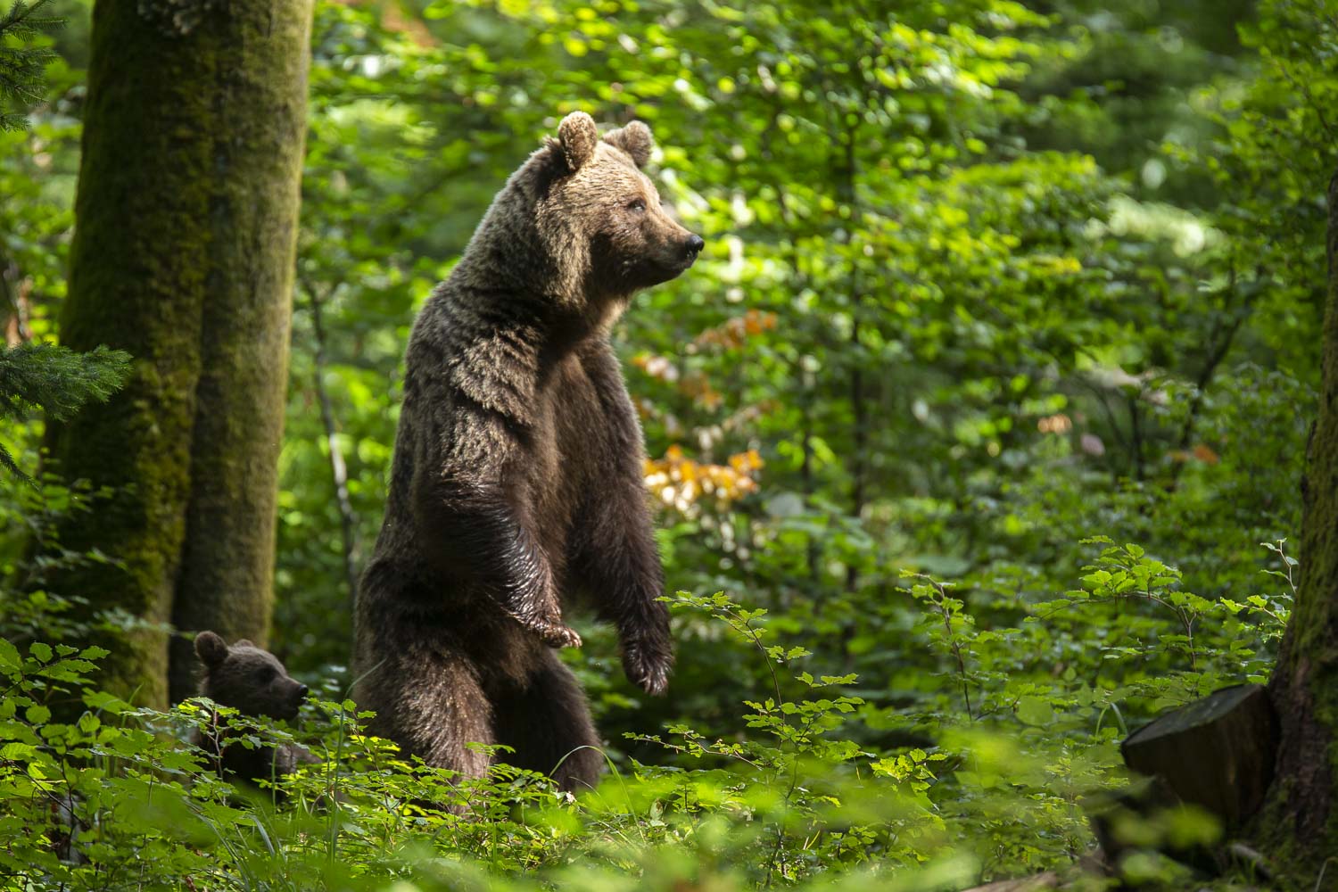 Oso esloveno y otros