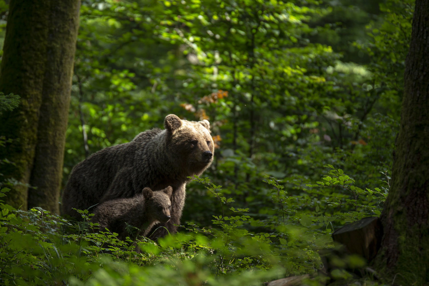 Oso esloveno y otros