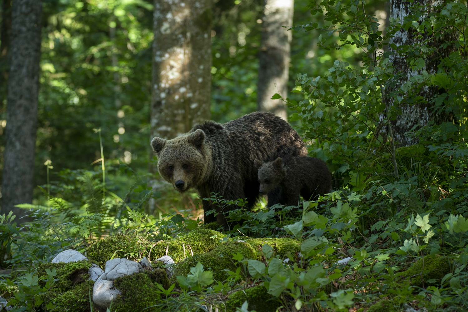 Oso esloveno y otros