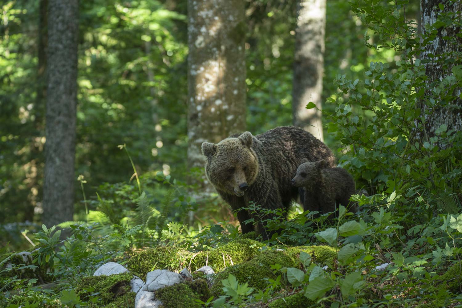 Oso esloveno y otros