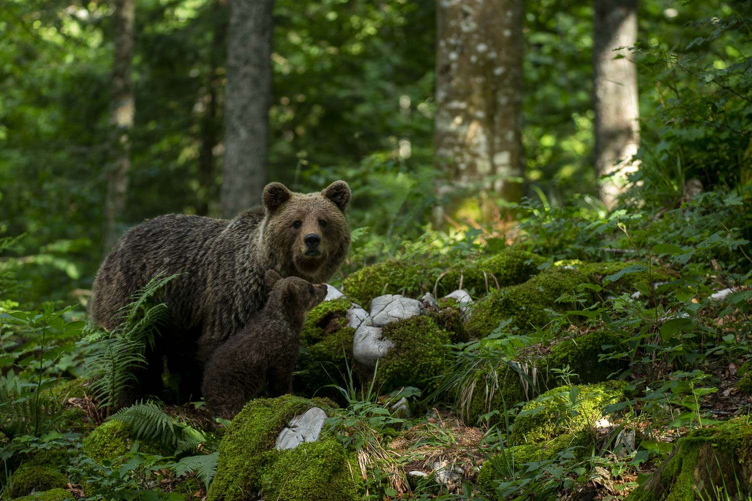 Oso esloveno y otros