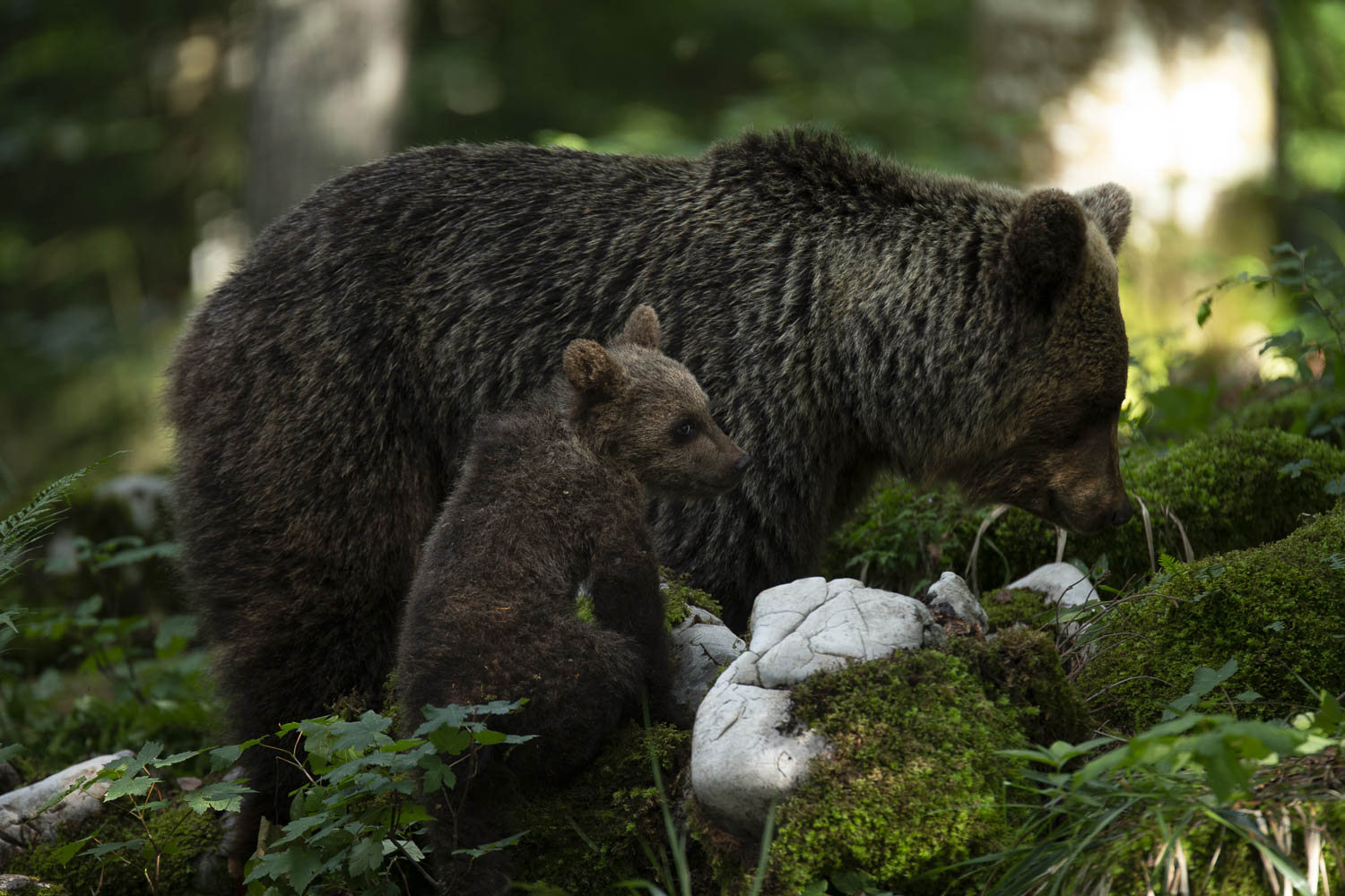 Oso esloveno y otros
