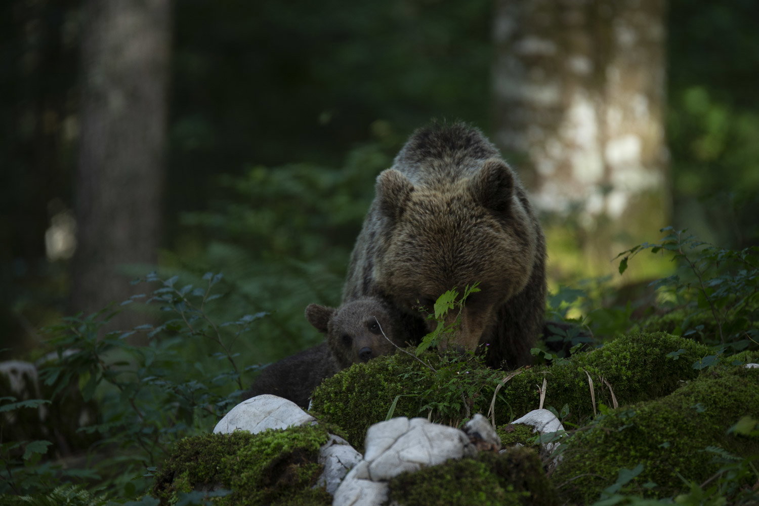 Oso esloveno y otros