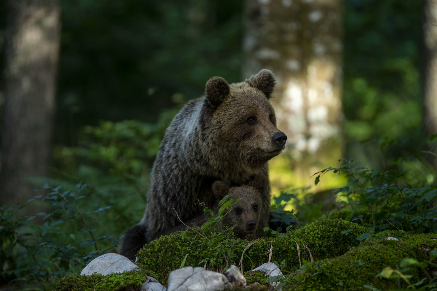 Oso esloveno y otros