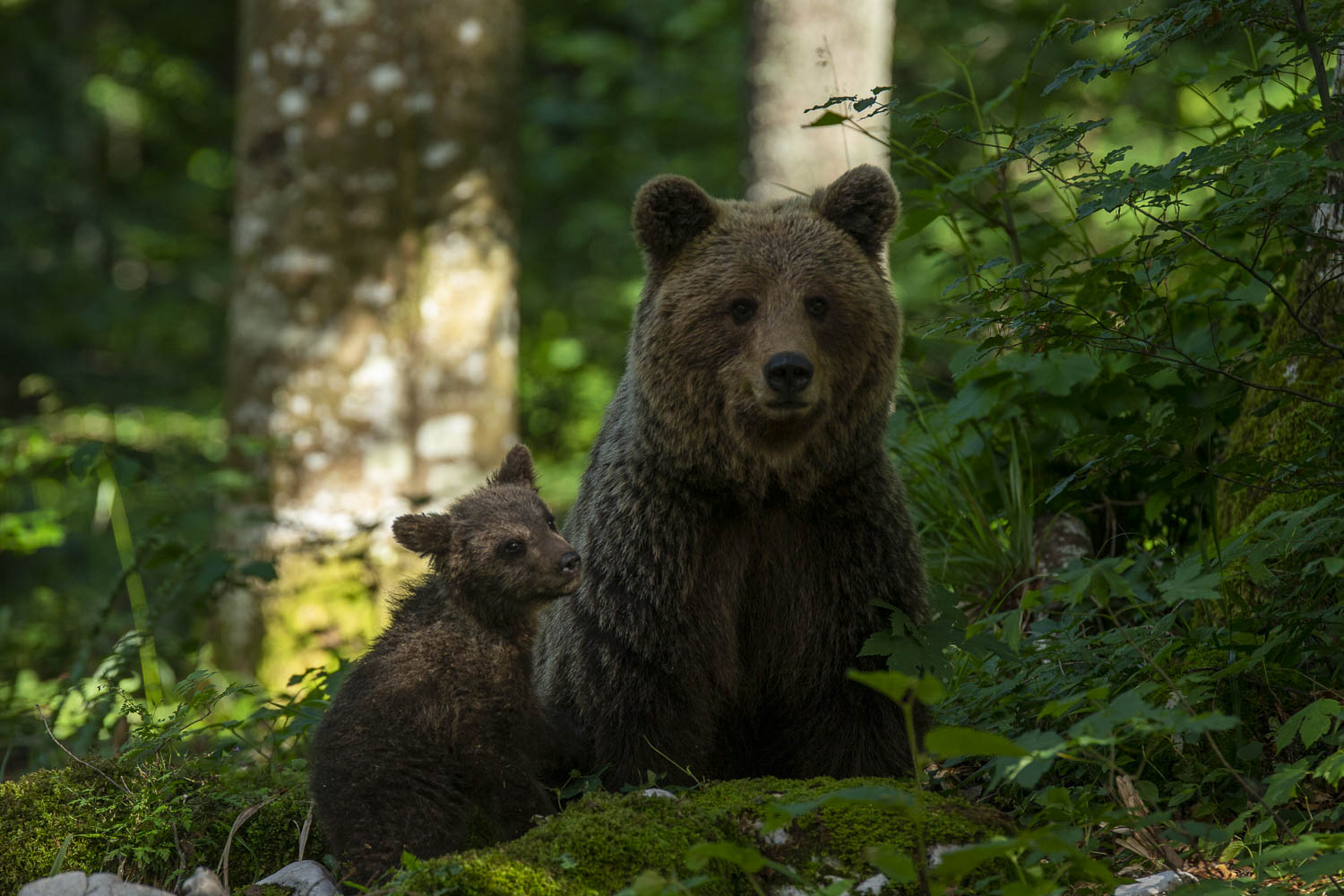 Oso esloveno y otros