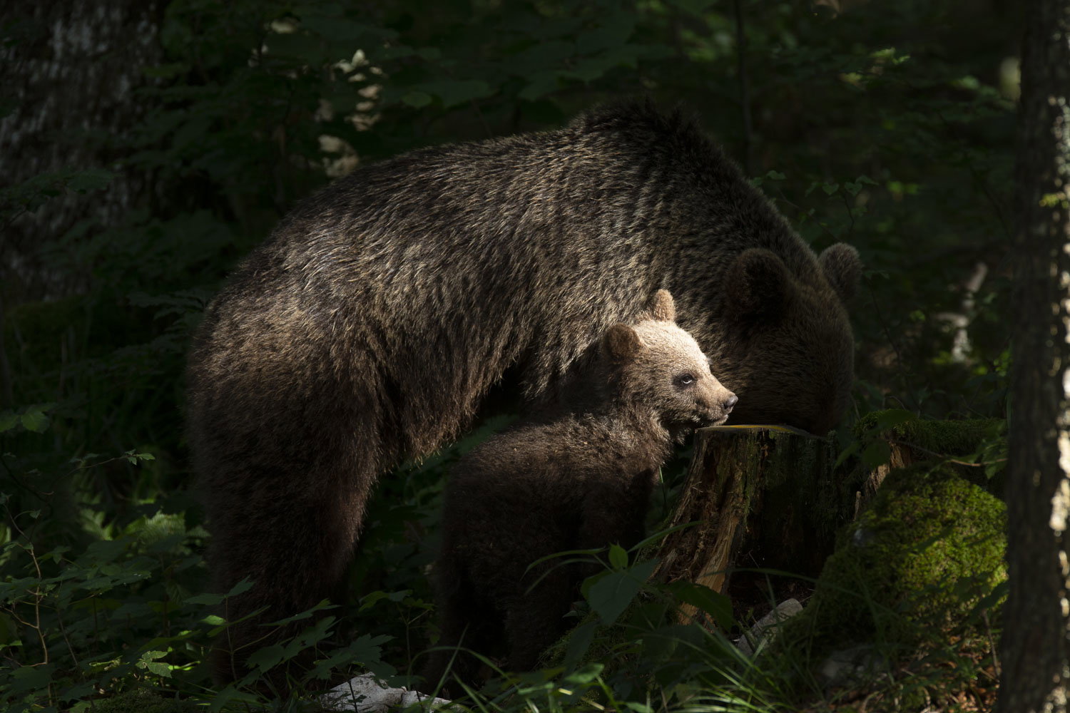 Oso esloveno y otros