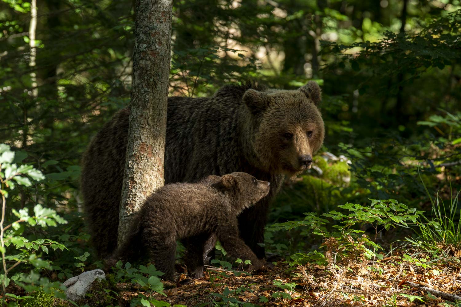 Oso esloveno y otros