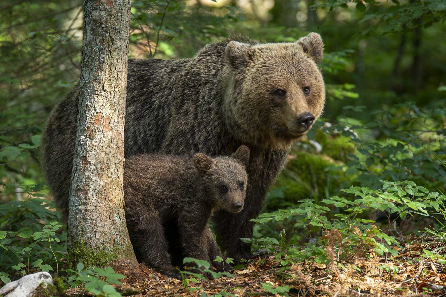 Oso esloveno y otros
