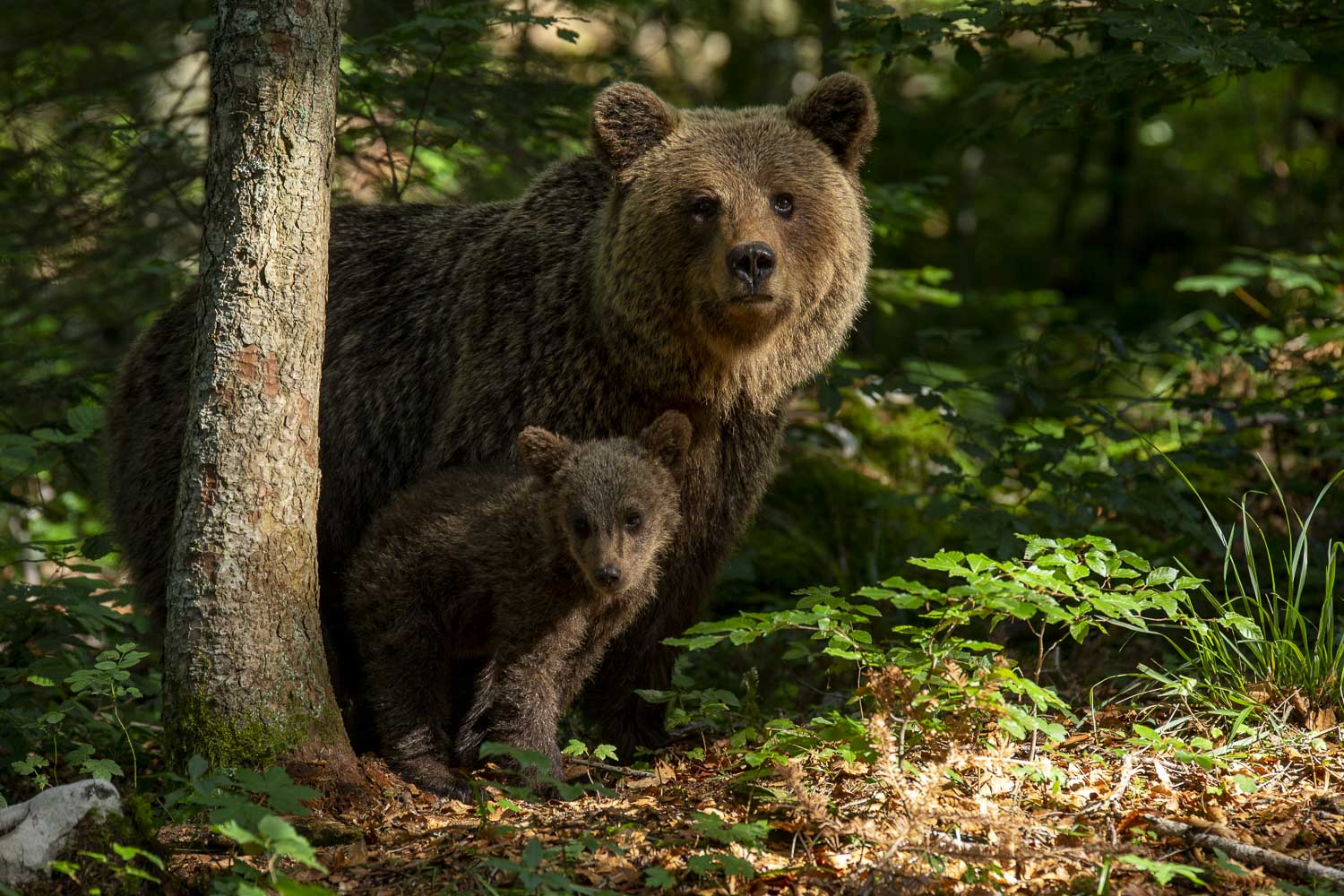 Oso esloveno y otros