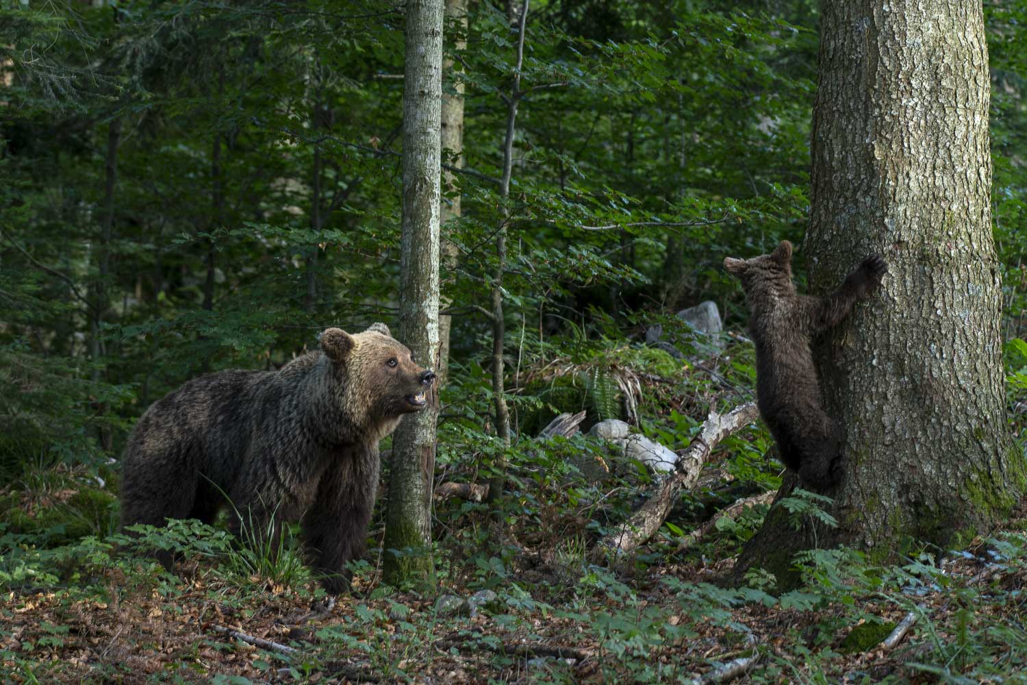 Oso esloveno y otros