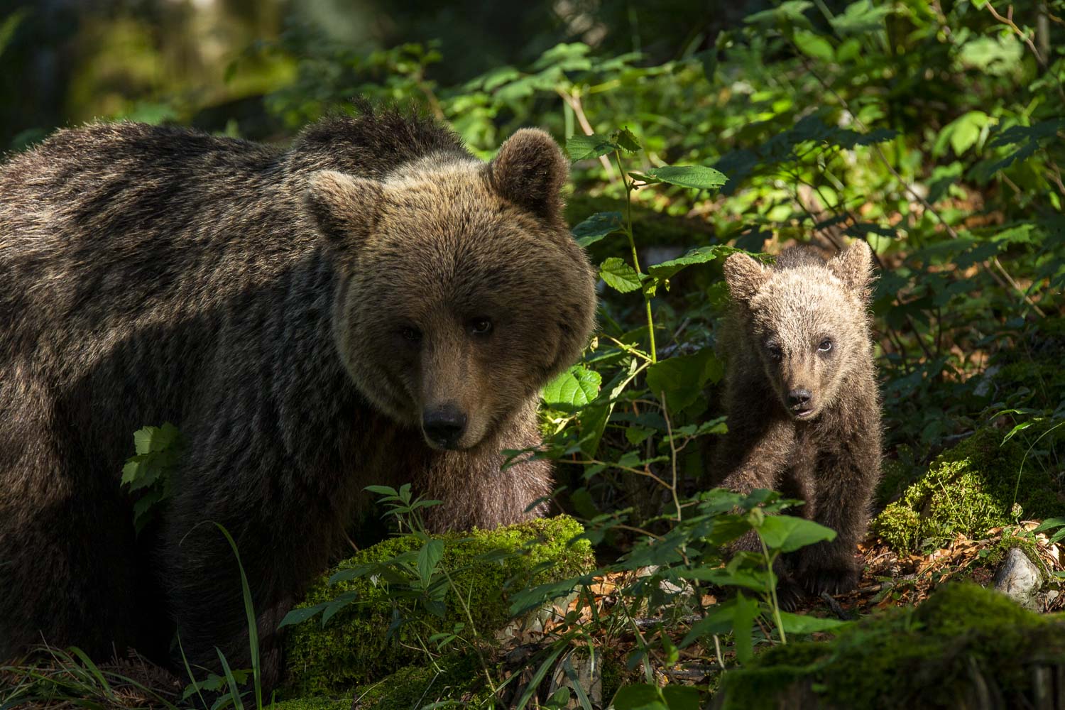 Oso esloveno y otros